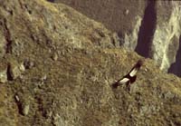 peru-colca-patapampa-2001-02-043