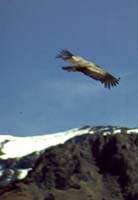 peru-colca-patapampa-2001-02-046