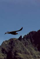 peru-colca-patapampa-2001-02-047