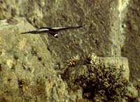 peru-colca-patapampa-2001-02-049