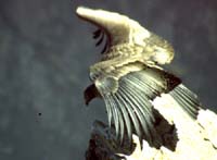 peru-colca-patapampa-2001-02-050