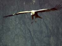 peru-colca-patapampa-2001-02-051