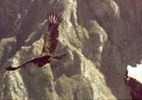 peru-colca-patapampa-2001-02-054