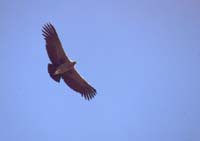 peru-colca-patapampa-2001-02-056