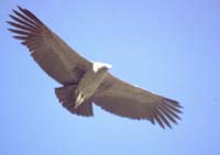 peru-colca-patapampa-2001-02-057