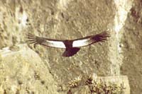 peru-colca-patapampa-2001-02-058