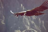 peru-colca-patapampa-2001-02-059