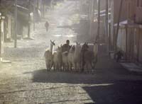 peru-colca-patapampa-2001-02-066