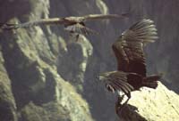 peru-colca-patapampa-2001-02-079