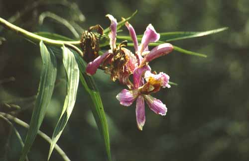 peru-inkatrail-2001-02-012