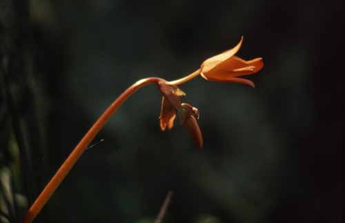 peru-inkatrail-2001-02-016