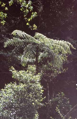 peru-inkatrail-2001-02-020