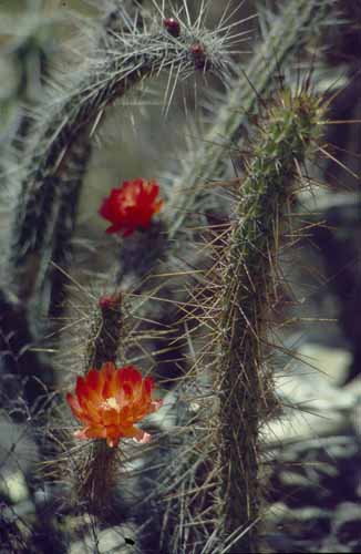 peru-inkatrail-2001-02-030