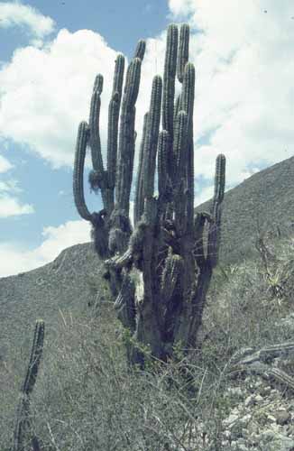 peru-inkatrail-2001-02-031