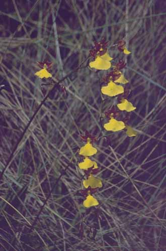 peru-inkatrail-2001-02-048