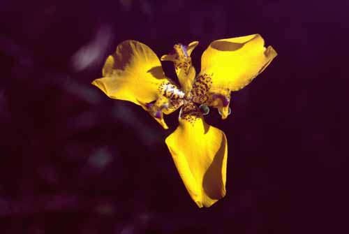 peru-inkatrail-2001-02-082