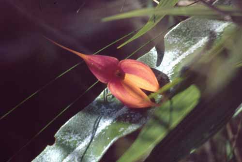 peru-inkatrail-2001-02-083