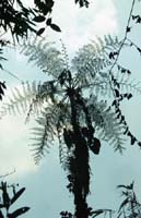 peru-inkatrail-2001-02-015