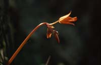 peru-inkatrail-2001-02-016