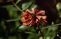 peru-inkatrail-2001-02-018