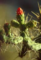 peru-inkatrail-2001-02-025