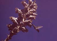 peru-inkatrail-2001-02-027