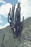 peru-inkatrail-2001-02-031