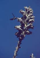 peru-inkatrail-2001-02-041