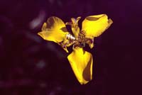 peru-inkatrail-2001-02-082