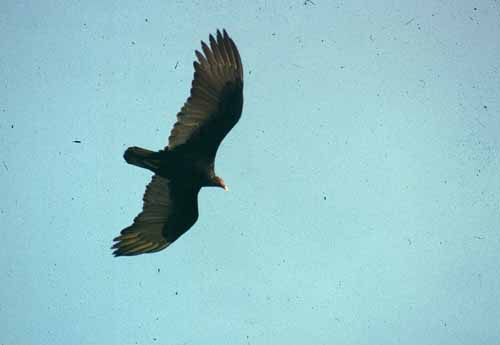 peru-kueste-panamericana-2001-02-002