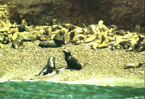 peru-kueste-panamericana-2001-02-005