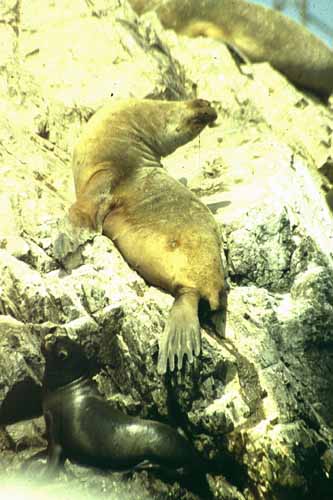 peru-kueste-panamericana-2001-02-006