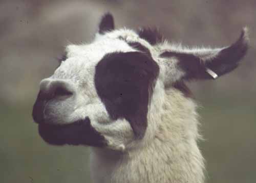 peru-machupicchu-2001-02-011