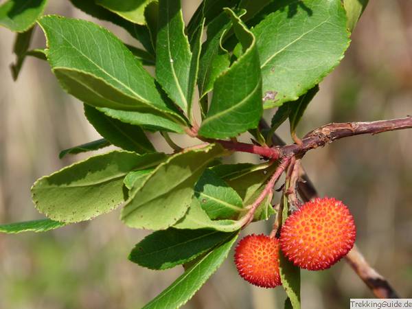 CHTING 30 Stück Kirsche Samen Mehrjährige Süße Rote Frucht Geeignet Für Gartenpflanzen Im Freien Beliebteste Familie Essentielle Frucht 
