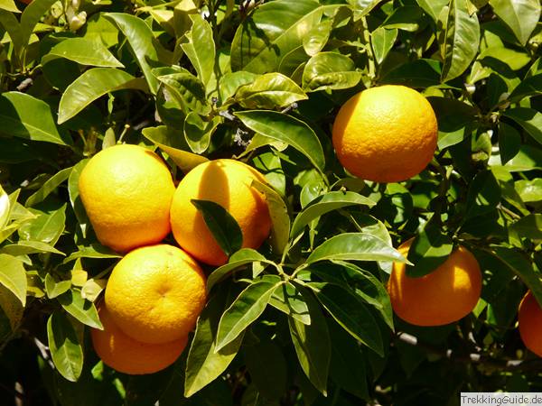 Orange, Apfelsine