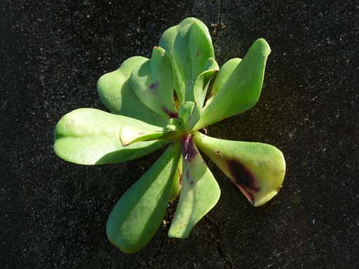 07-AchadasDaCruz-PortoMoniz-131