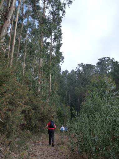 12-Corticeiras--Boca-dos-Namorados--Curral-das-Freiras-001