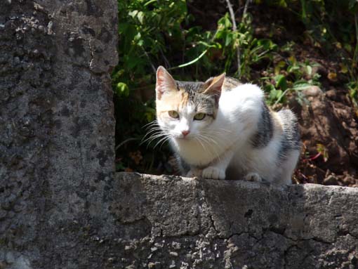 12-Corticeiras--Boca-dos-Namorados--Curral-das-Freiras-040