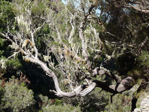 13-Levada-Alcerim--Rabacal--Cristo-Rei-026