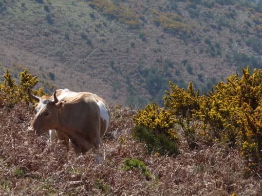 13-Levada-Alcerim--Rabacal--Cristo-Rei-032