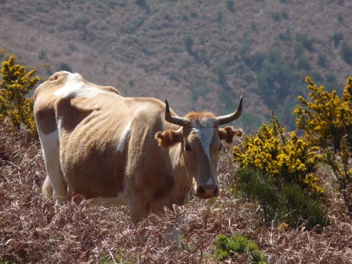 13-Levada-Alcerim--Rabacal--Cristo-Rei-034