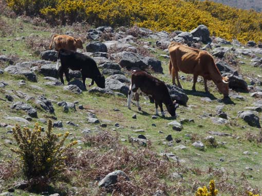 13-Levada-Alcerim--Rabacal--Cristo-Rei-035