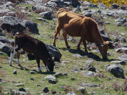 13-Levada-Alcerim--Rabacal--Cristo-Rei-036