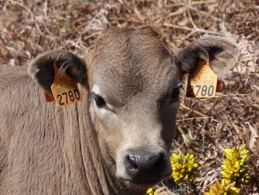 13-Levada-Alcerim--Rabacal--Cristo-Rei-040