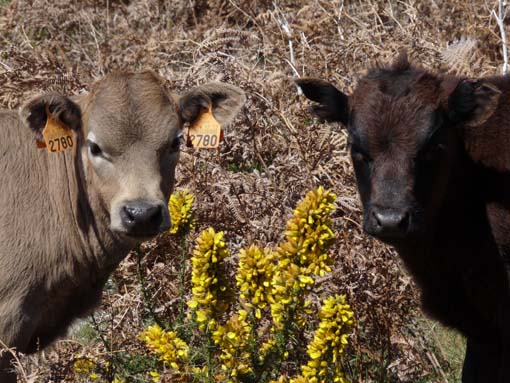 13-Levada-Alcerim--Rabacal--Cristo-Rei-044