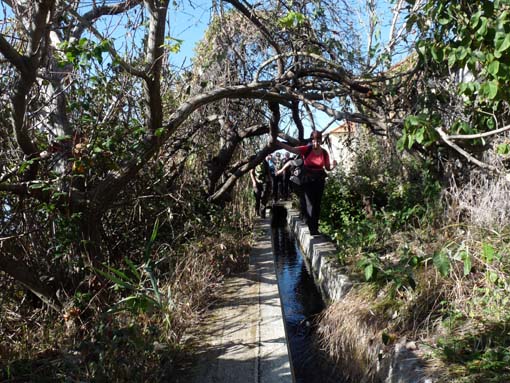 02-LevadaNova-RibeiraBrava-003