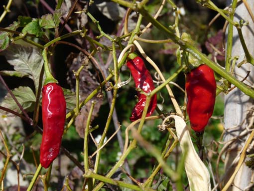 02-LevadaNova-RibeiraBrava-007