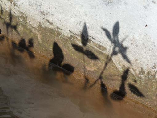 02-LevadaNova-RibeiraBrava-015