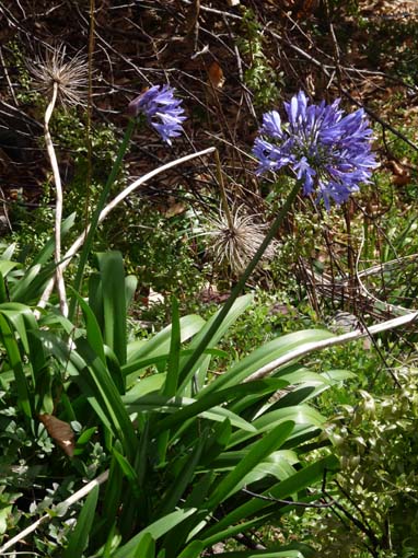 02-LevadaNova-RibeiraBrava-017