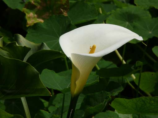 02-LevadaNova-RibeiraBrava-023